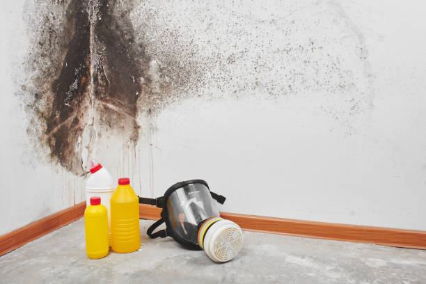 Best Health and Safety Mold Remediation in Quinlan, TX