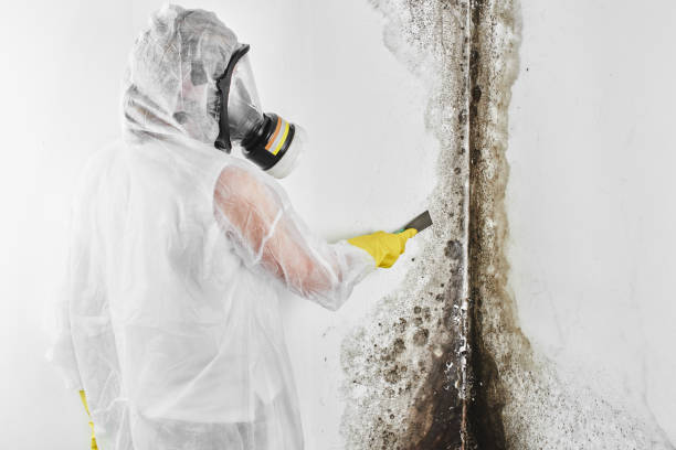 Best Post-Flood Mold Remediation in Quinlan, TX