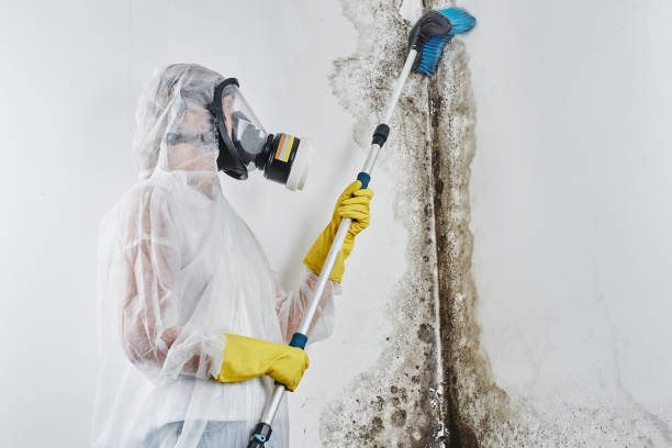 Best Mold Remediation for Specific Building Types in Quinlan, TX