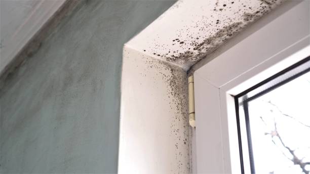 Best Localized Mold Remediation (e.g., coastal areas, humid climates) in Quinlan, TX