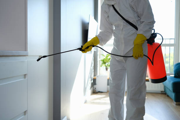 Best Black Mold Remediation in Quinlan, TX