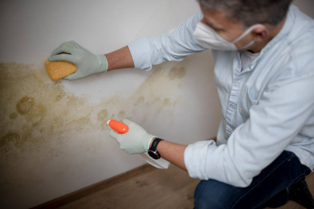 Best Insurance-Related Mold Remediation in Quinlan, TX