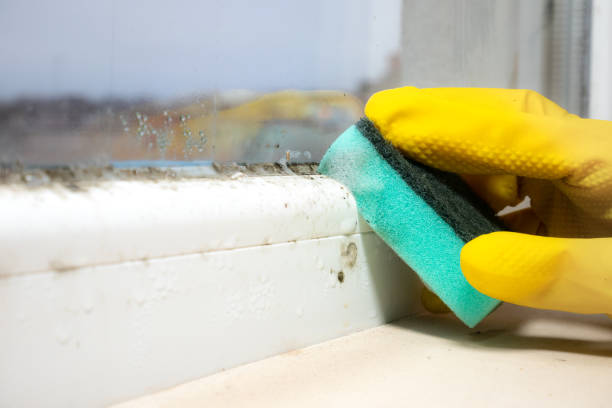 Best White Mold Remediation in Quinlan, TX