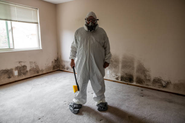 Best Basement Mold Remediation in Quinlan, TX