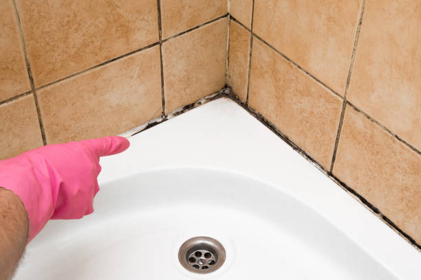 Best Attic Mold Remediation in Quinlan, TX
